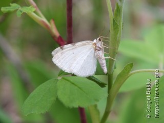 Lomographa bimaculata