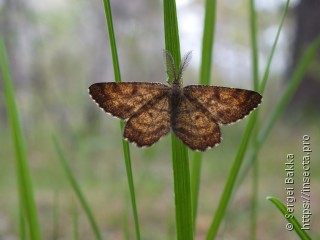 Ematurga atomaria