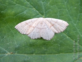 Cyclophora punctaria