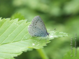 Celastrina argiolus