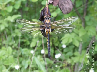 Epitheca bimaculata