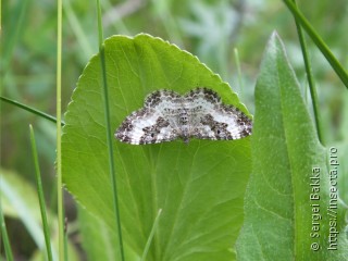 Epirrhoe alternata