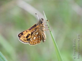 Carterocephalus palaemon