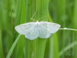 Cabera exanthemata