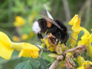 Bombus terrestris