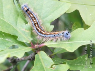 Malacosoma neustria