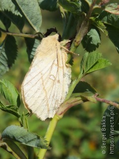 Euthrix potatoria