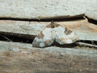 Melanthia procellata