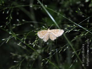 Hydrelia flammeolaria