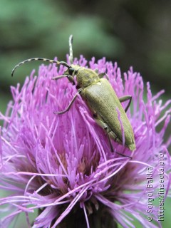 Lepturobosca virens