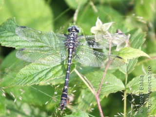 Onychogomphus forcipatus