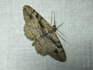 Alcis deversata