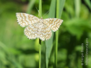 Scopula immorata