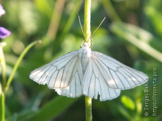 Siona lineata