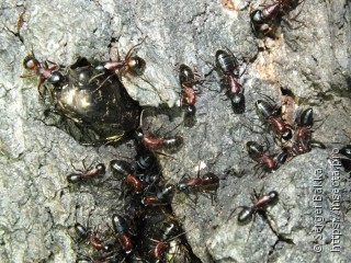 Camponotus ligniperda