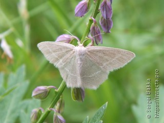 Chlorissa viridata