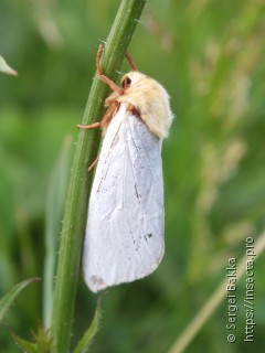 Hepialus humuli