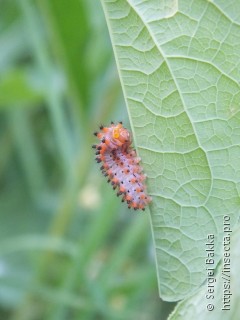 Zerynthia polyxena