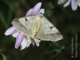 Lygephila pastinum