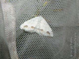 Scopula ornata