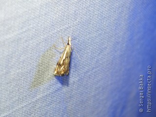 Catoptria falsella