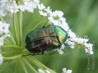 Cetonia aurata