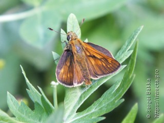 Ochlodes sylvanus