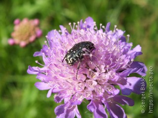 Oxythyrea funesta