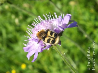 Trichius fasciatus