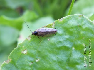 Ectobius lapponicus