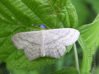 Scopula nigropunctata