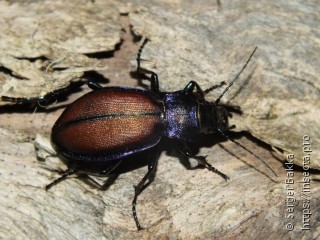 Carabus schoenherri