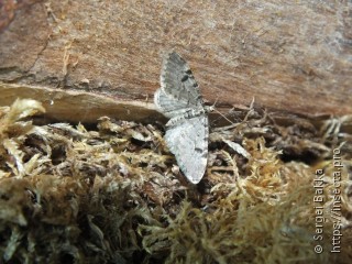 Имаго  Eupithecia conterminata