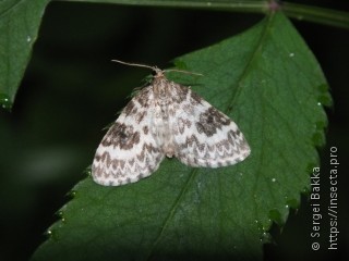 Heterothera serraria