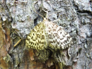 Heterothera serraria