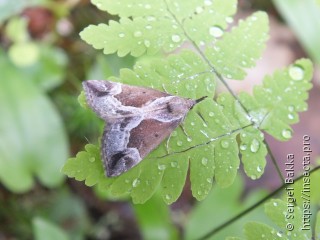 Hypena crassalis