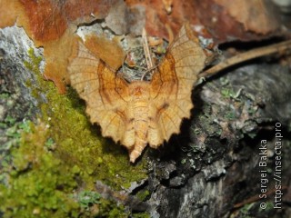 Selenia lunularia