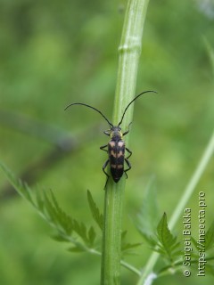 Judolia sexmaculata