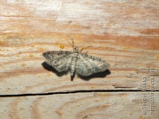 Eupithecia subfuscata