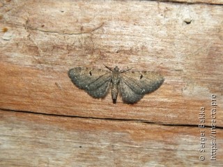 Eupithecia assimilata