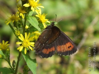 Erebia euryale