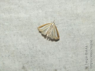 Catoptria margaritella