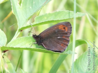 Erebia euryale