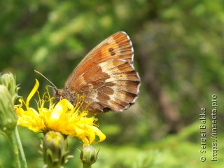 Erebia euryale