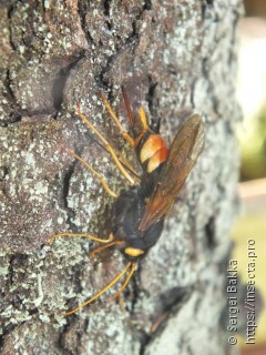 Urocerus gigas