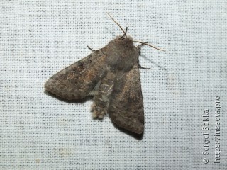 Orthosia incerta