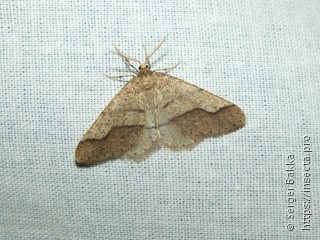 Agriopis marginaria