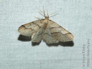 Agriopis marginaria