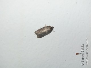 Acleris