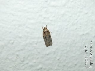 Agonopterix arenella